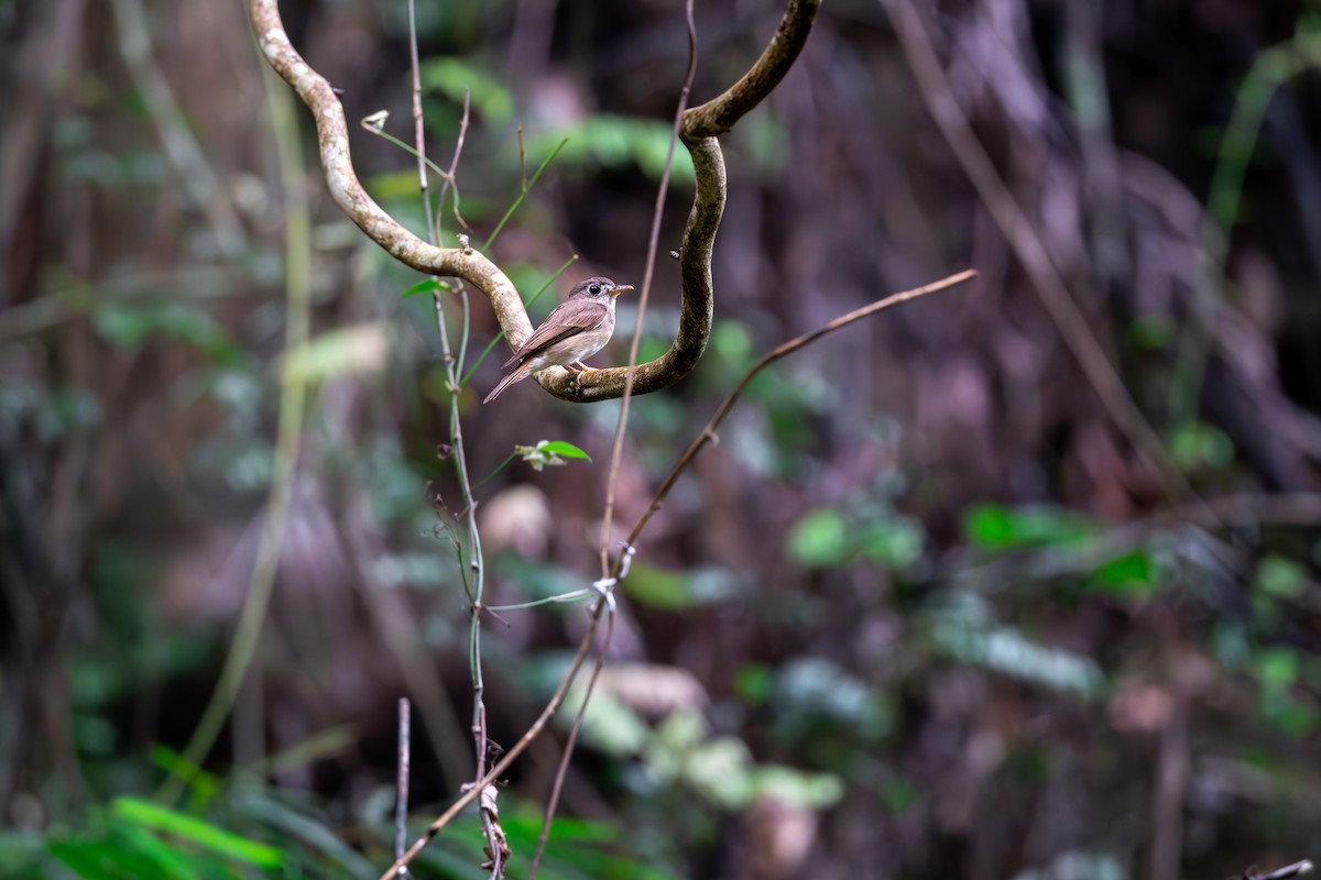 Brown-breasted Flycatcher - ML623189972