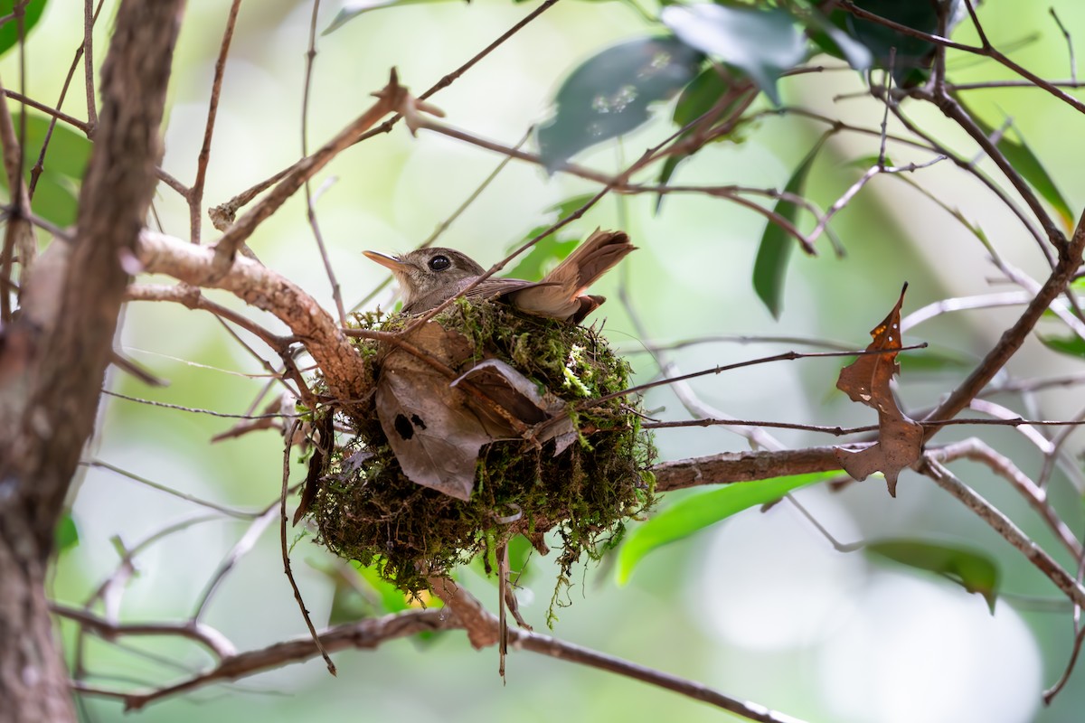 Brown-breasted Flycatcher - ML623189974