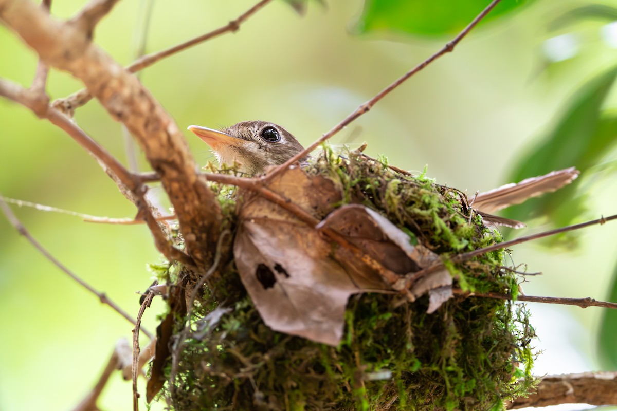 Brown-breasted Flycatcher - ML623189980