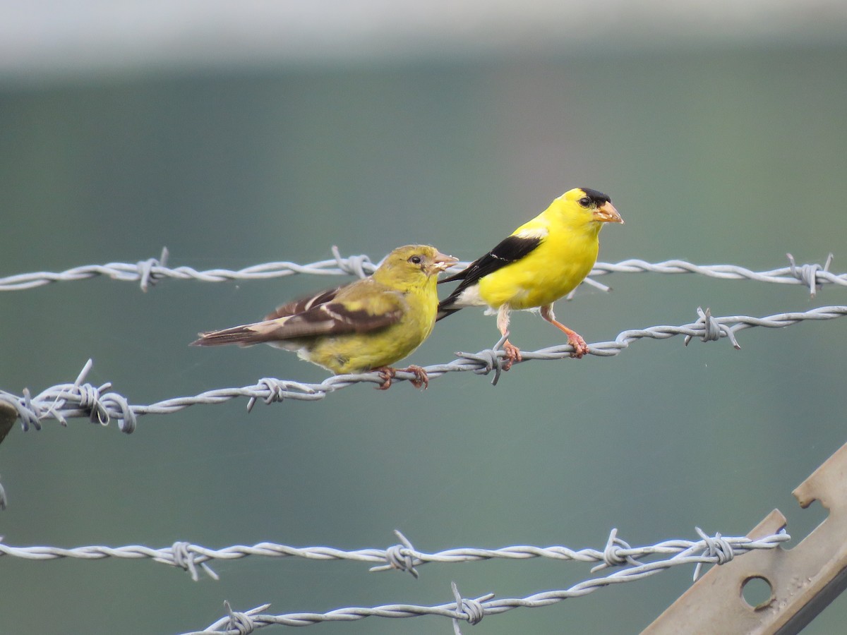 Chardonneret jaune - ML623189983