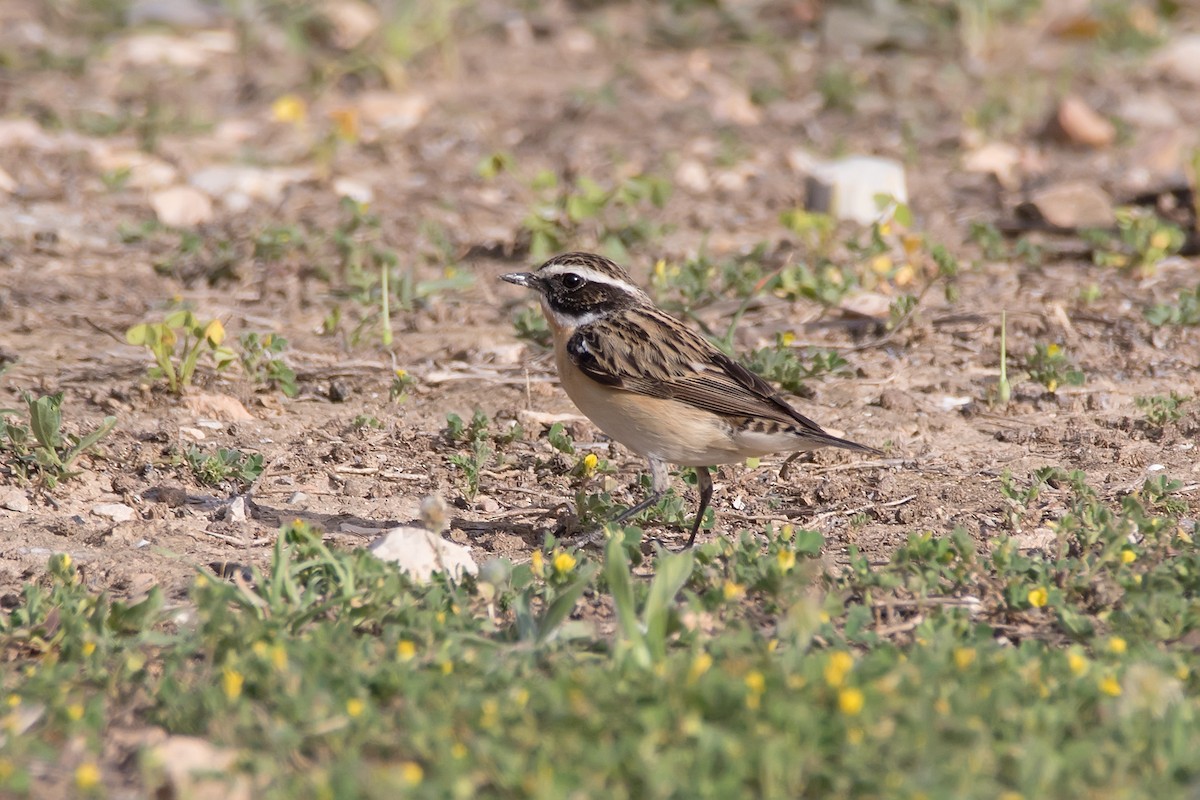 Whinchat - ML623189988