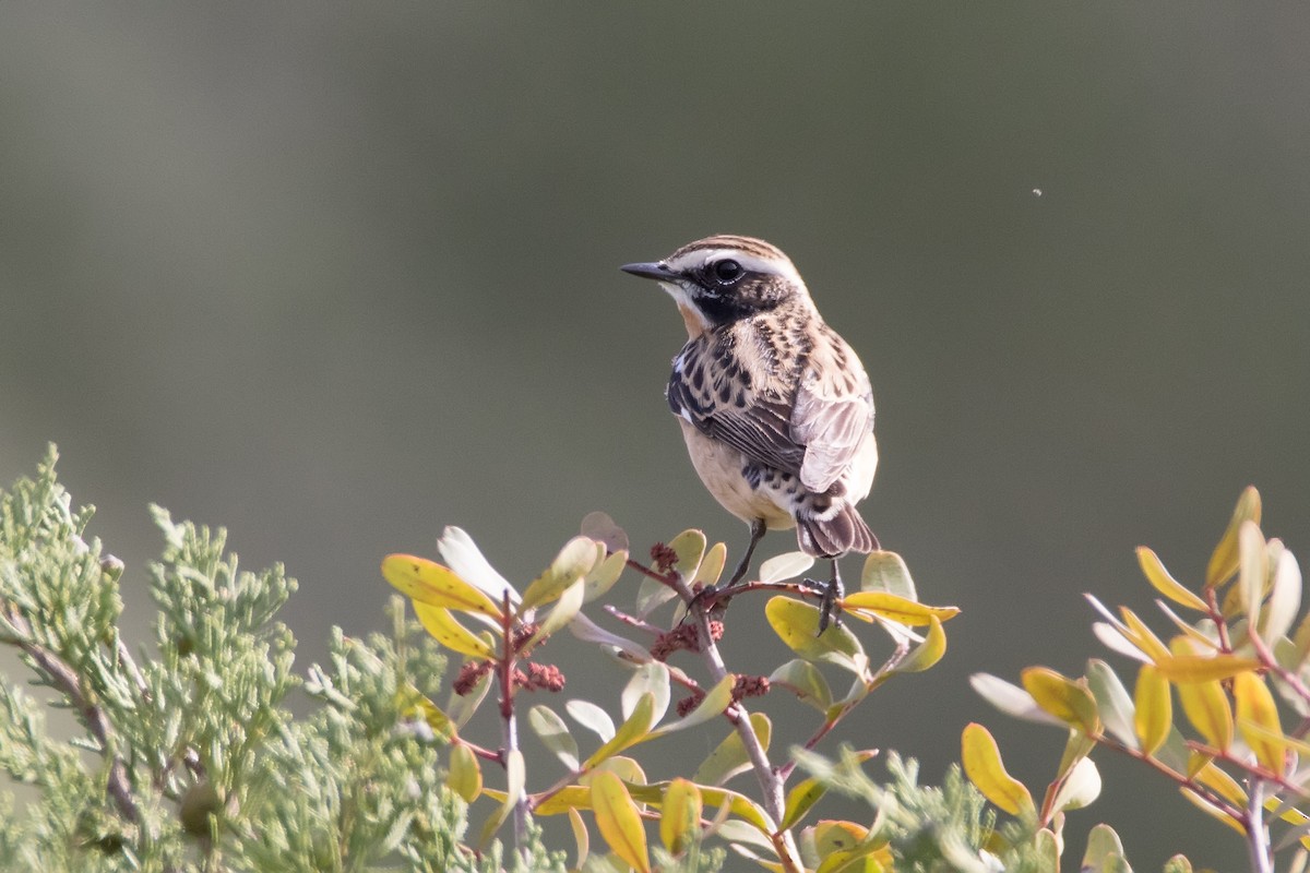 Whinchat - ML623189989