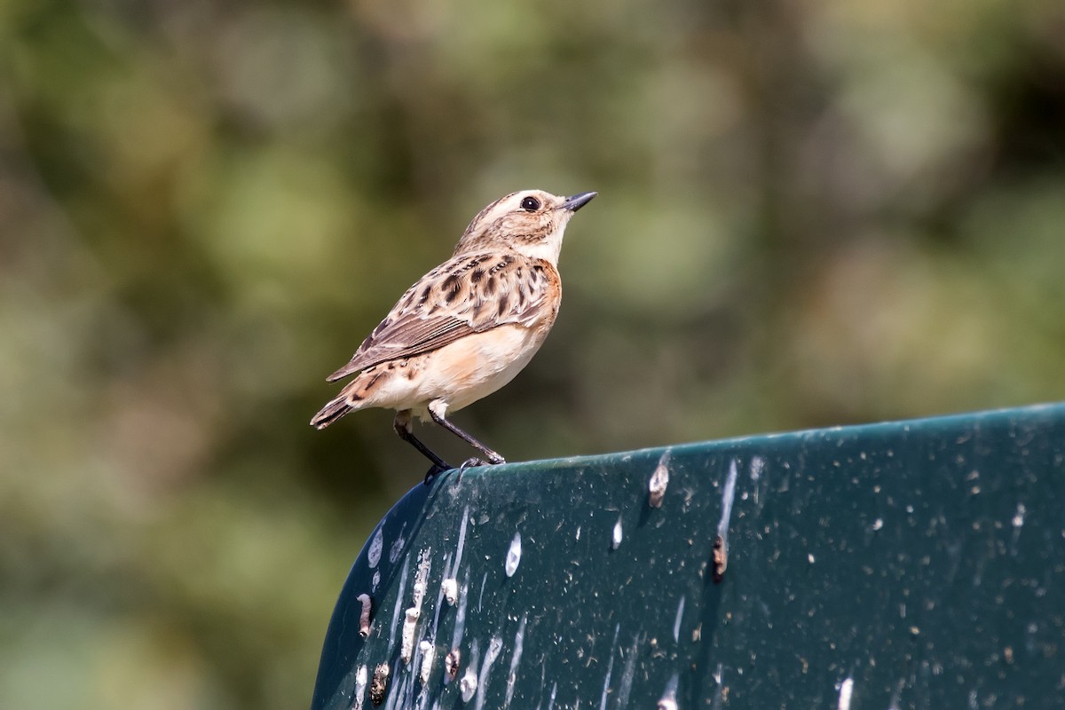 Whinchat - ML623189990