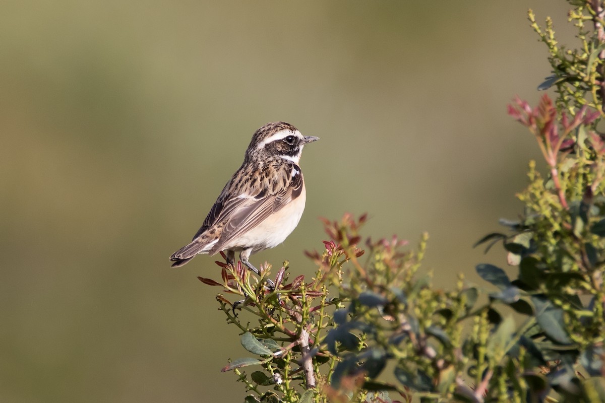 Whinchat - ML623189991