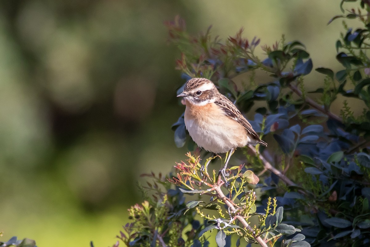 Whinchat - ML623189992