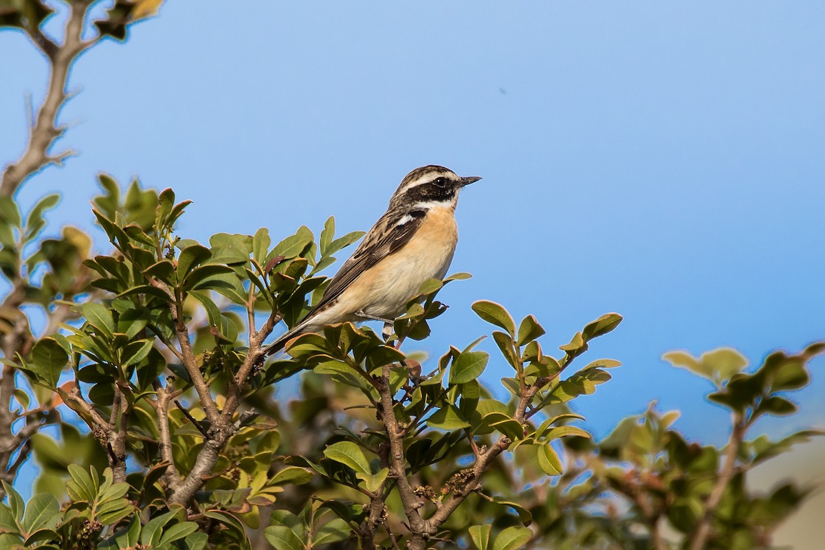 Whinchat - ML623189993