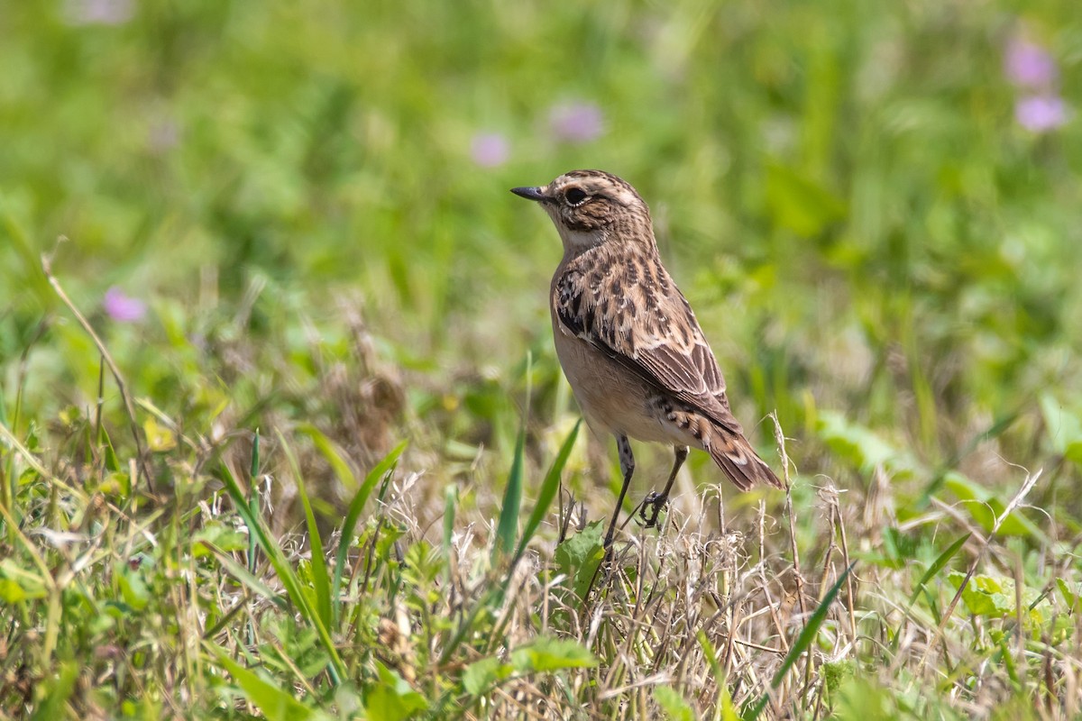 Whinchat - ML623189994