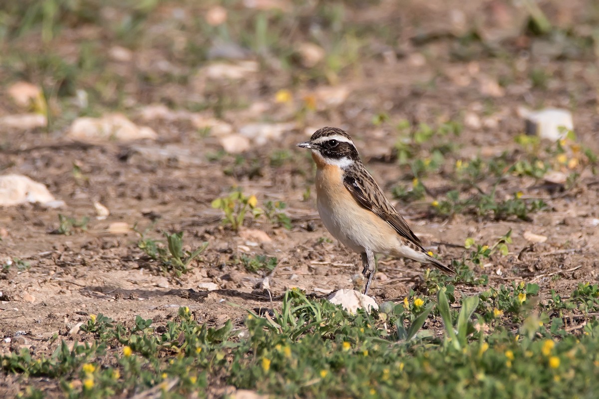 Whinchat - ML623189995