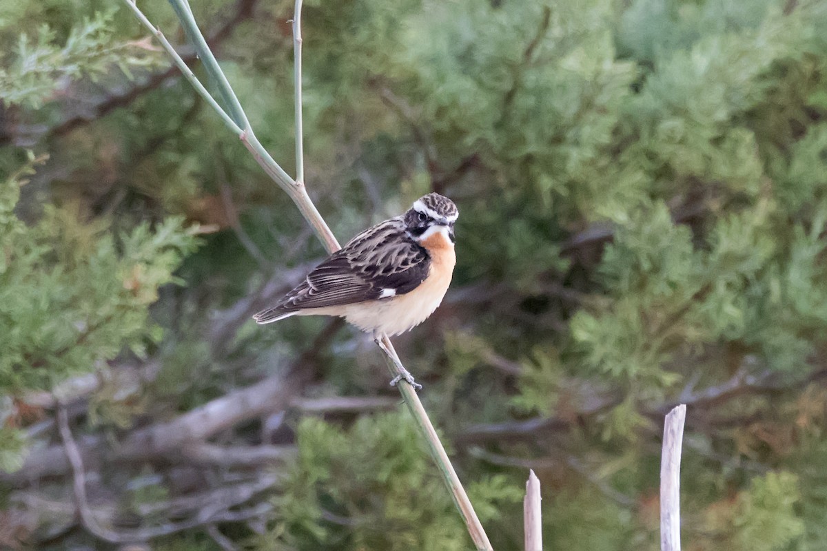 Whinchat - ML623189996