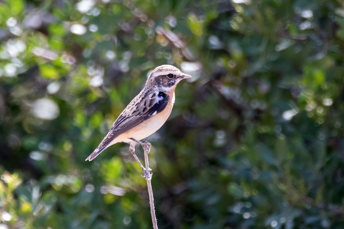 Whinchat - ML623189997