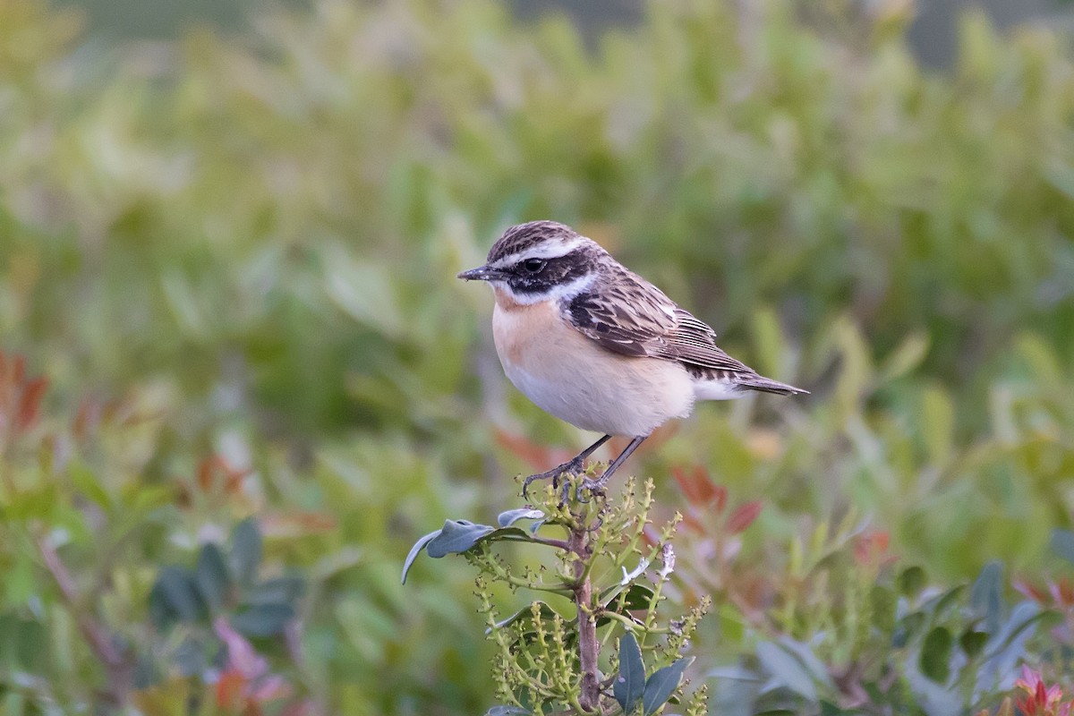 Whinchat - ML623189998