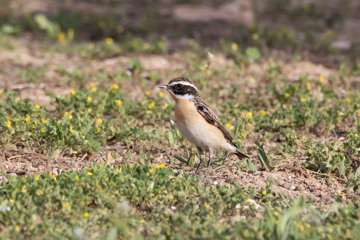 Whinchat - ML623189999