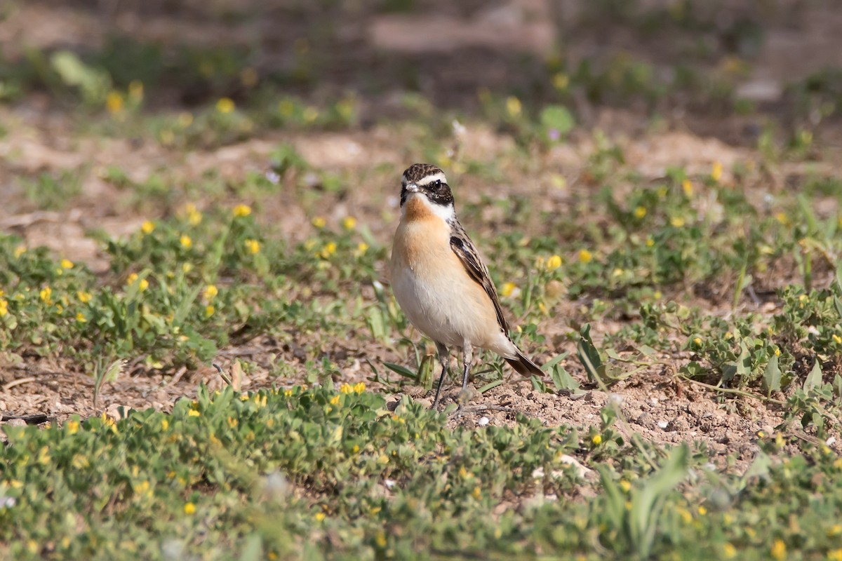 Whinchat - ML623190001