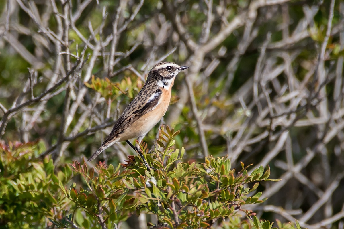 Whinchat - ML623190002