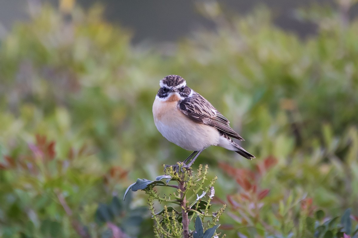 Whinchat - ML623190003