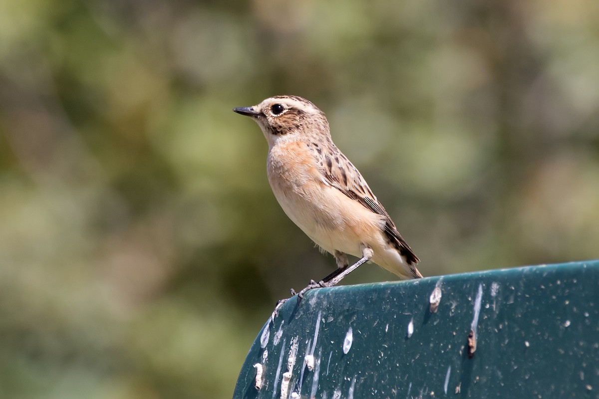 Whinchat - ML623190004