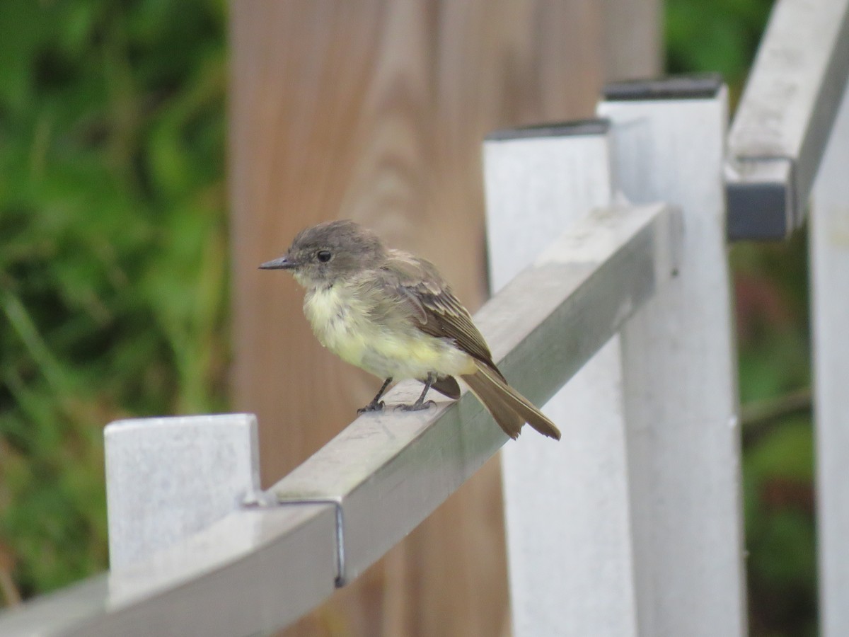 Eastern Phoebe - ML623190010