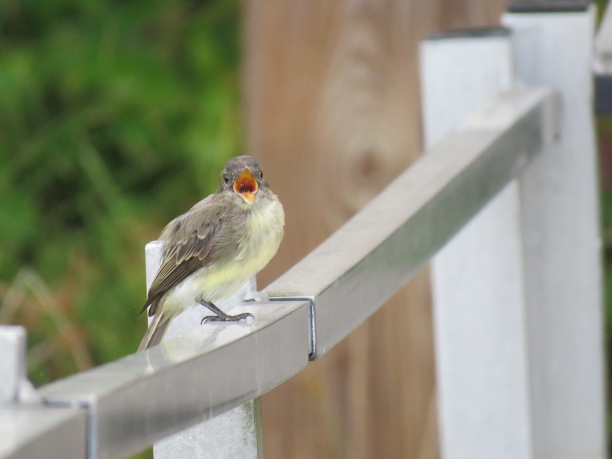 Eastern Phoebe - ML623190011