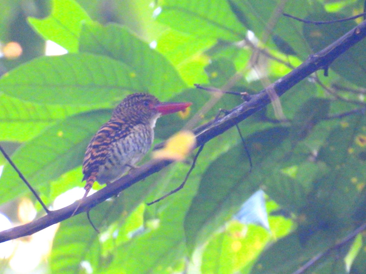 Banded Kingfisher (Banded) - ML623190027