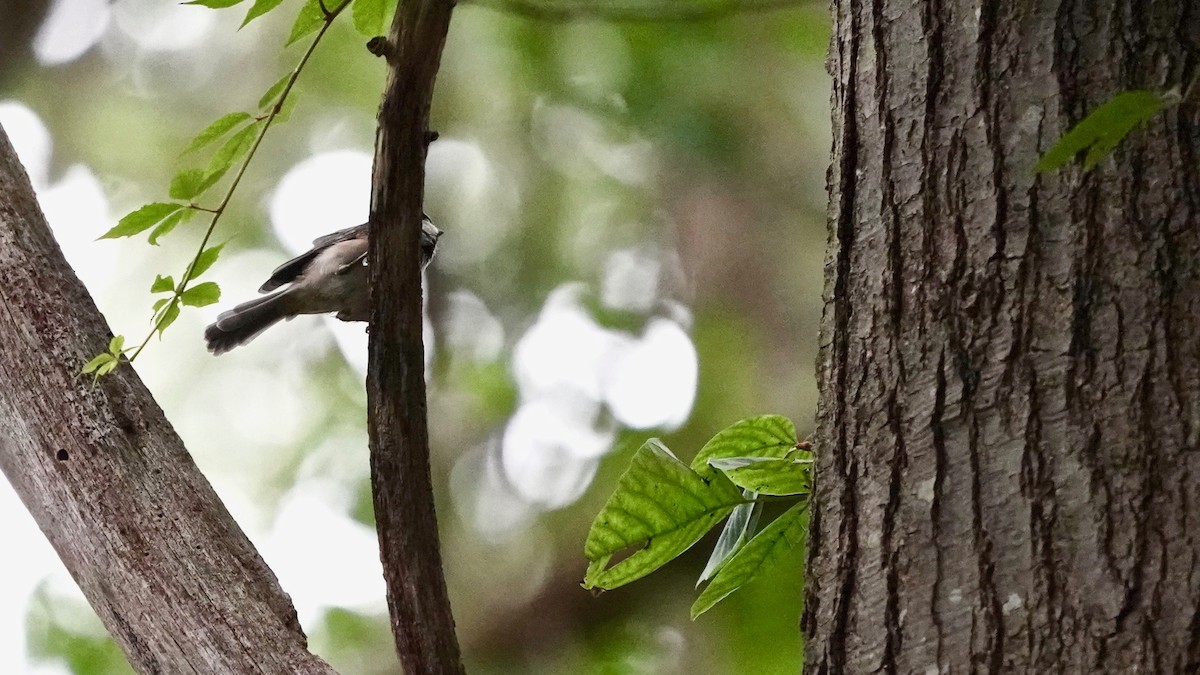 Carolina Chickadee - Indira Thirkannad