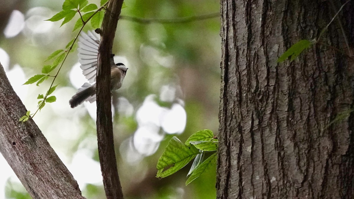 Carolina Chickadee - ML623190038