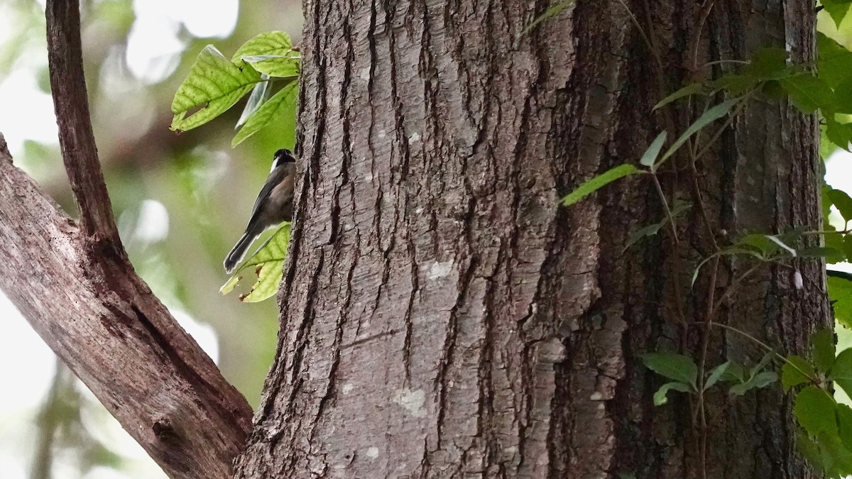 Carolina Chickadee - ML623190039