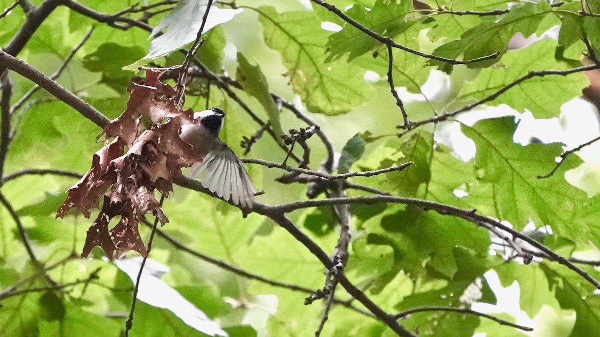 Carolina Chickadee - Indira Thirkannad