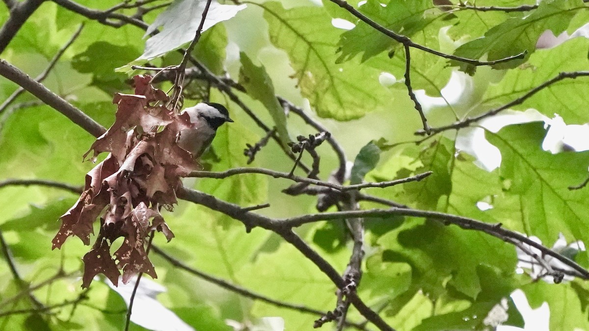 Carolina Chickadee - ML623190057