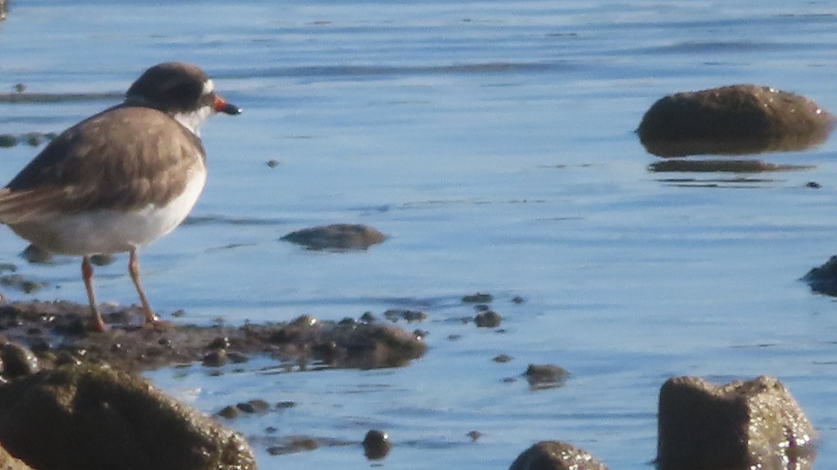 Semipalmated Plover - ML623190066