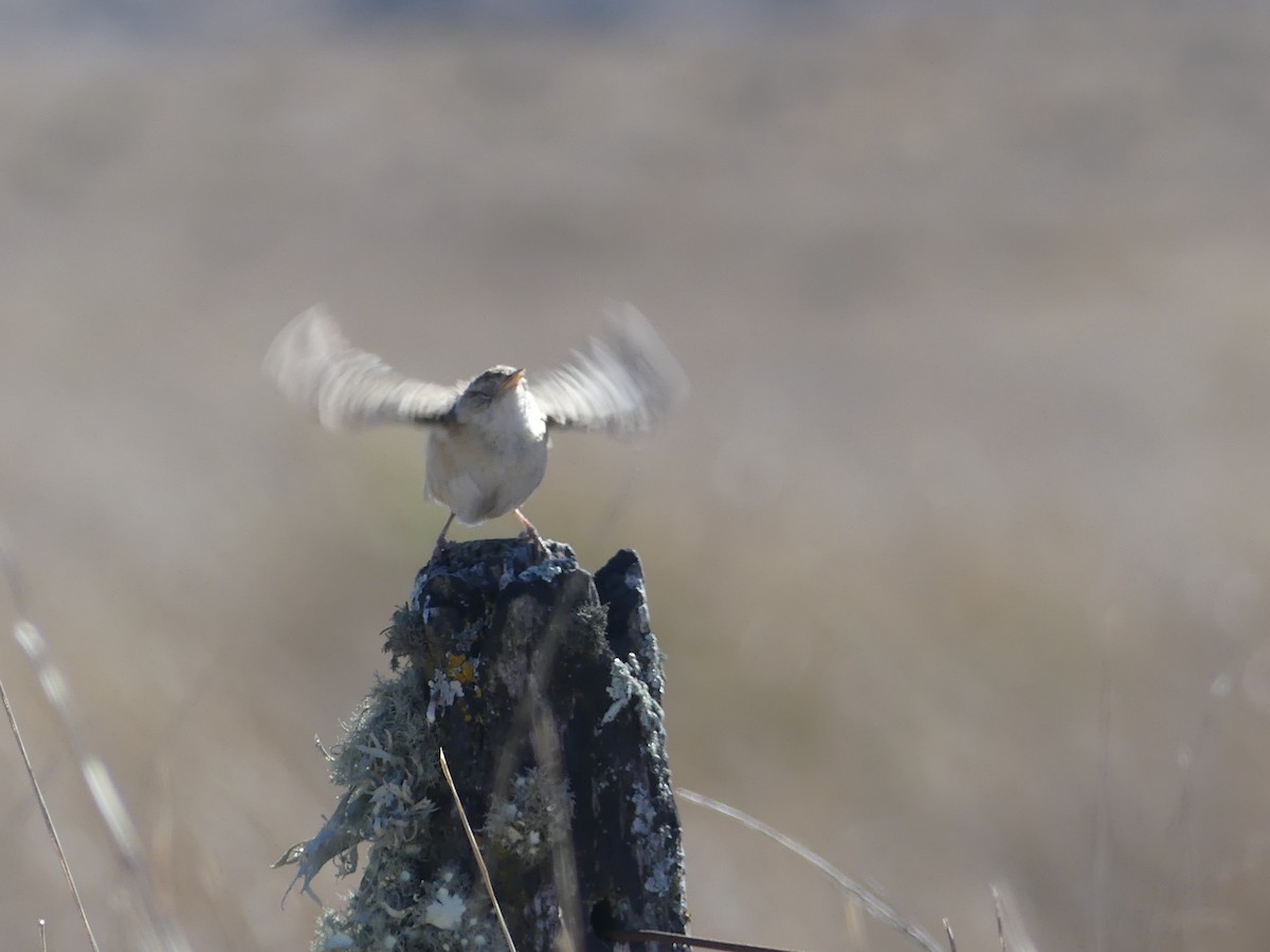 Grass Wren - ML623190103