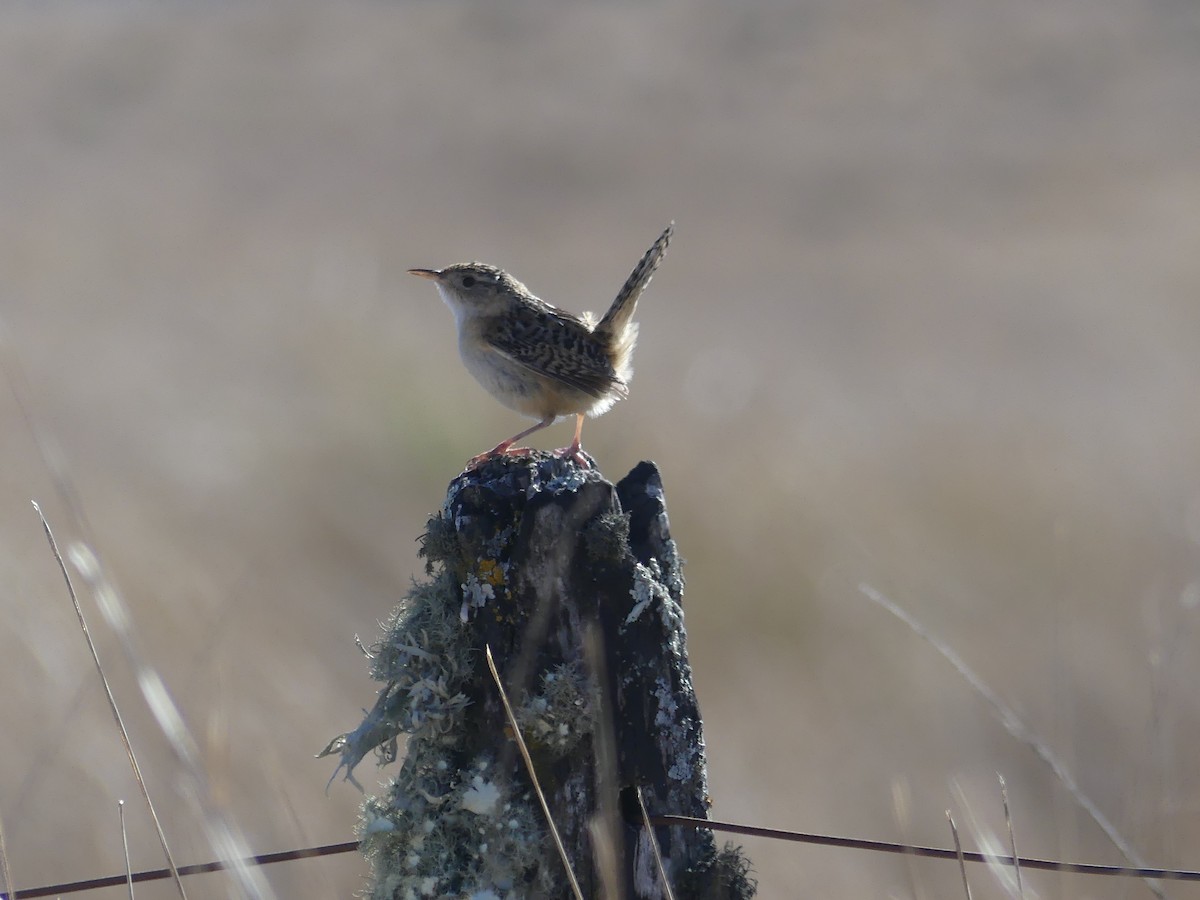 Grass Wren - Lisa Edwards