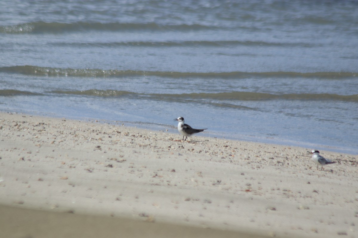 Black Tern - ML623190132