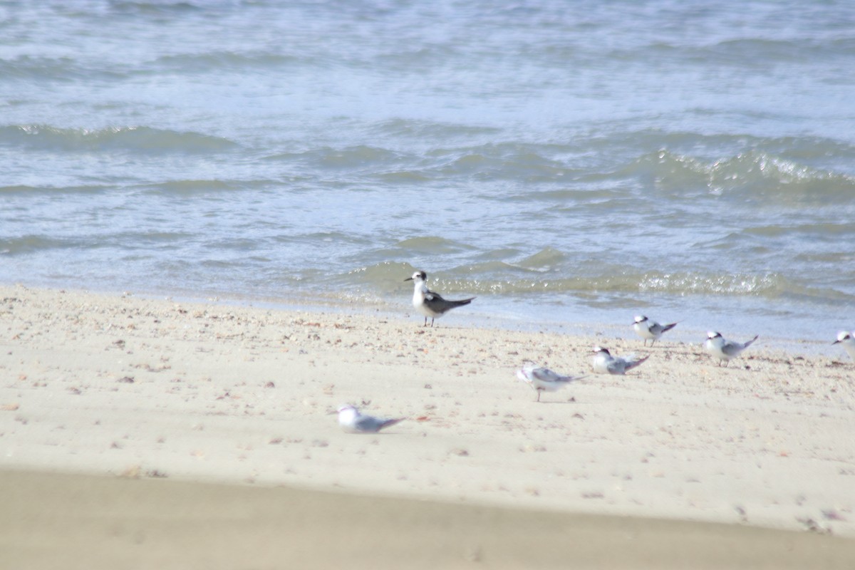 Black Tern - ML623190133