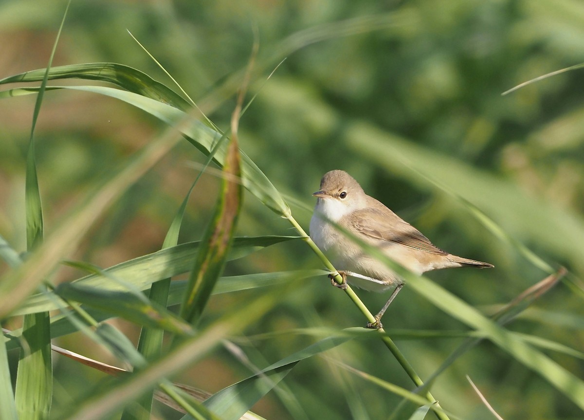 Acrocephalus sp. - Asmus Schröter