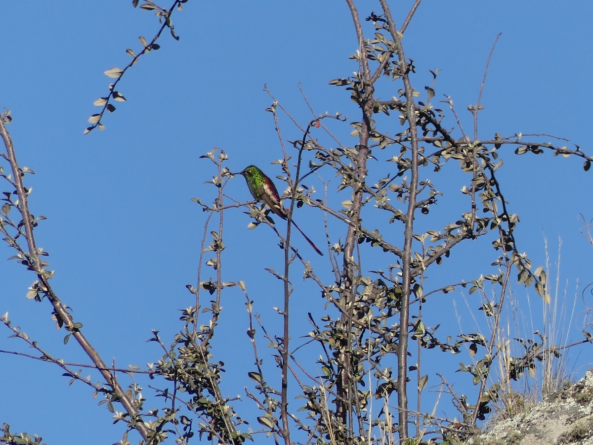 Red-tailed Comet - ML623190155