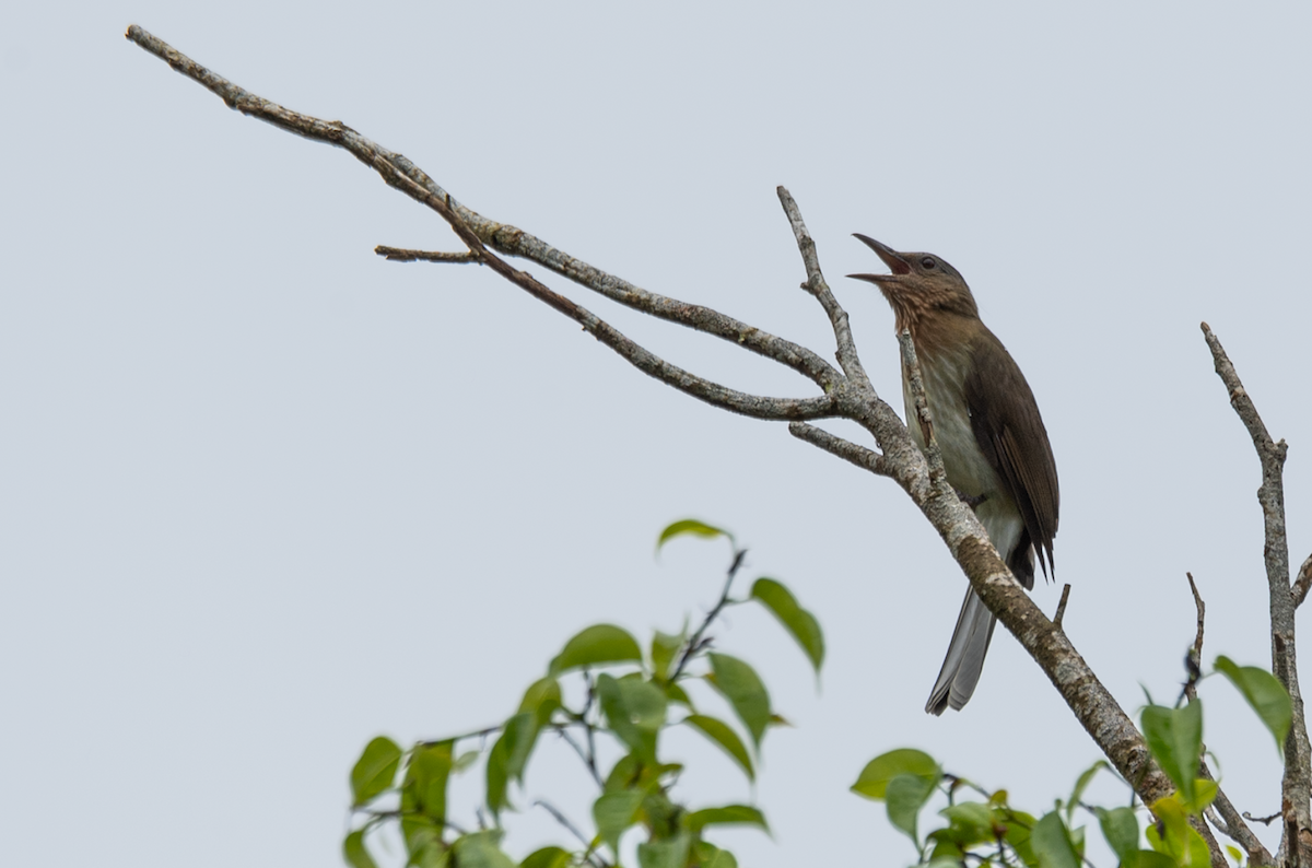 Visayan Bulbul - Quyen Le Khac