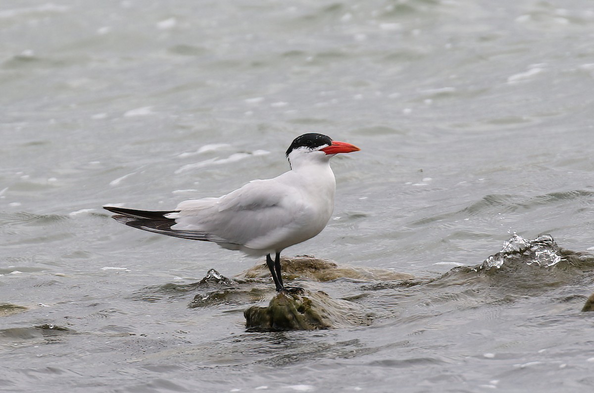 Caspian Tern - Kyle Gage