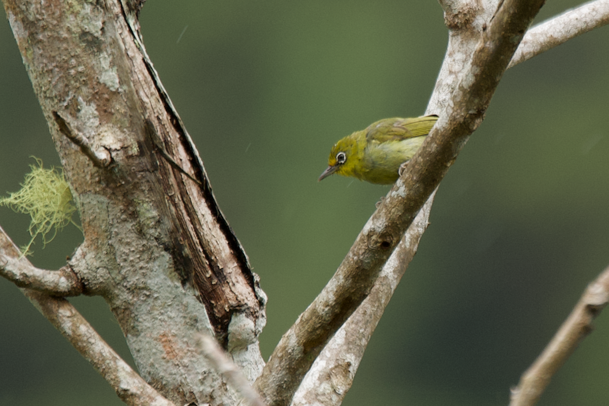 Yellowish White-eye - ML623190207