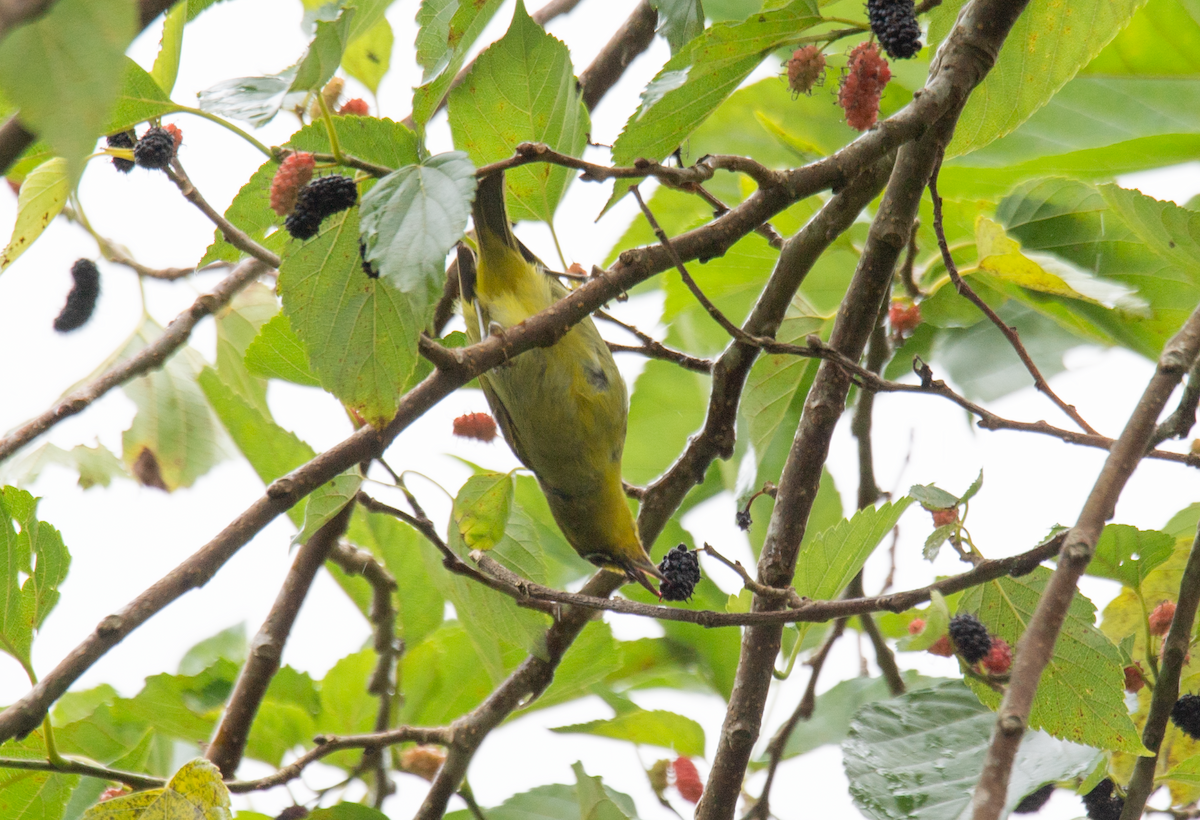 Yellowish White-eye - ML623190208