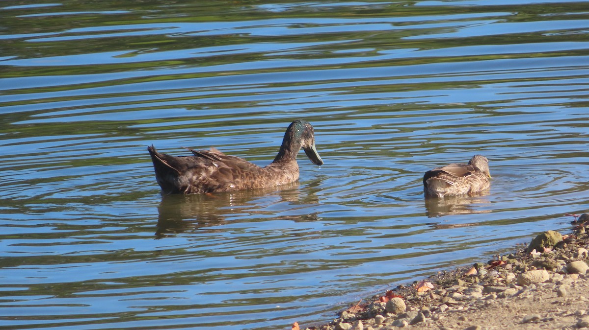 Mallard (Domestic type) - ML623190210