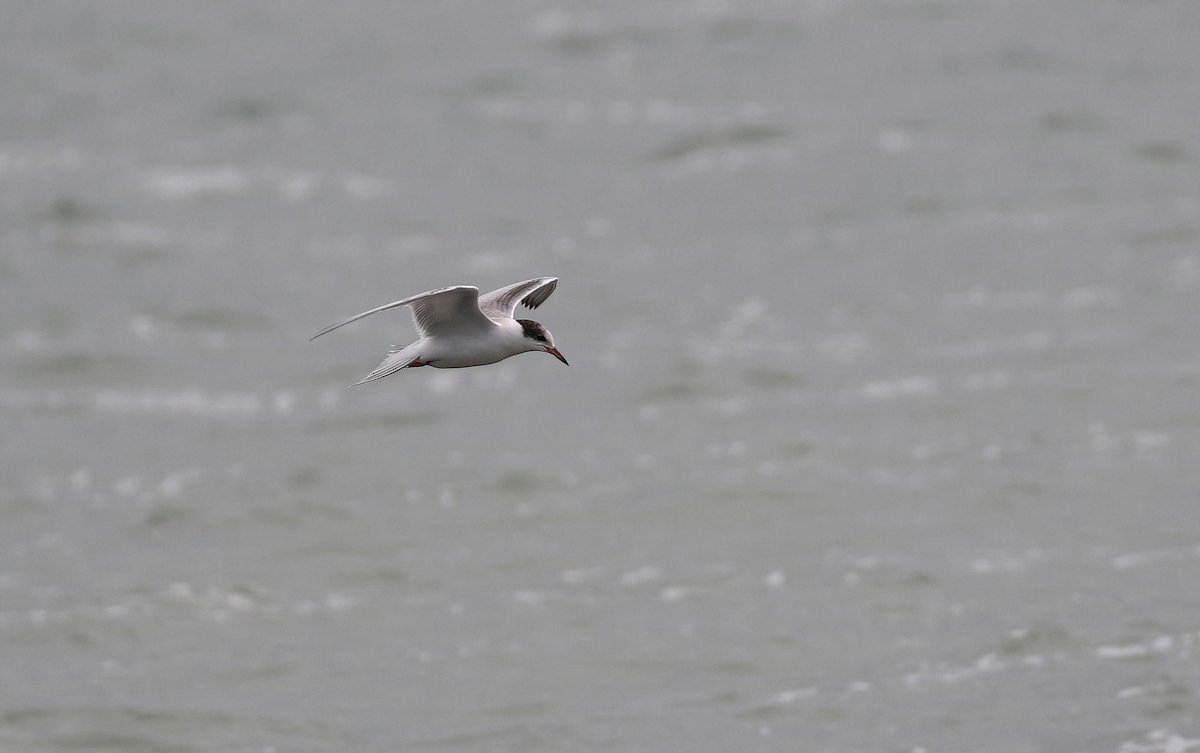 Common Tern - Kyle Gage