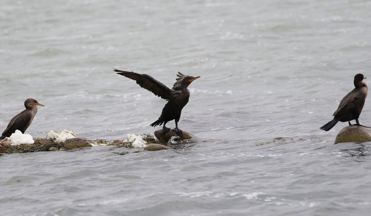 Double-crested Cormorant - Kyle Gage