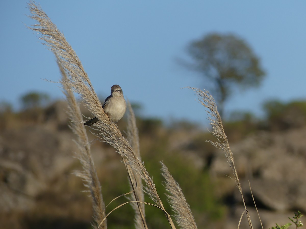 White-banded Mockingbird - ML623190257