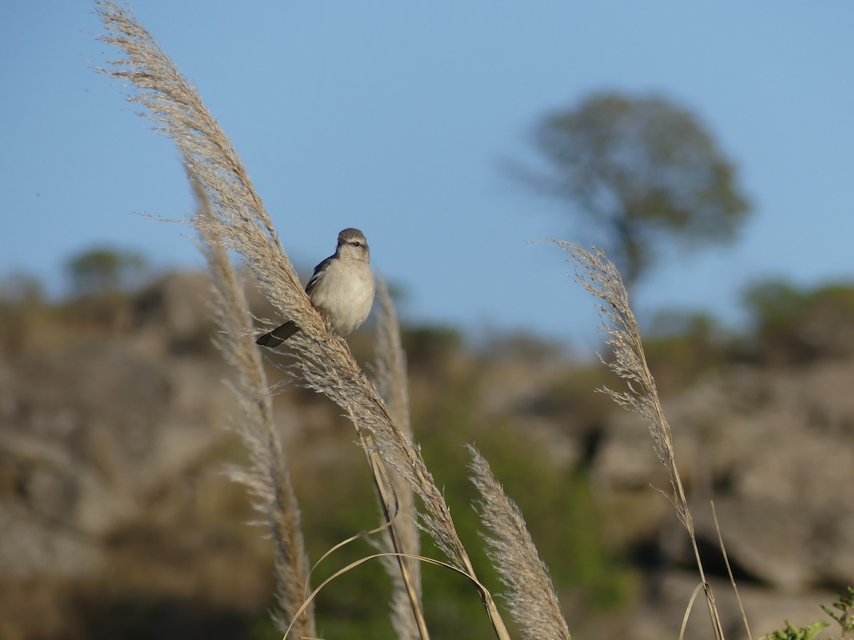 White-banded Mockingbird - ML623190259