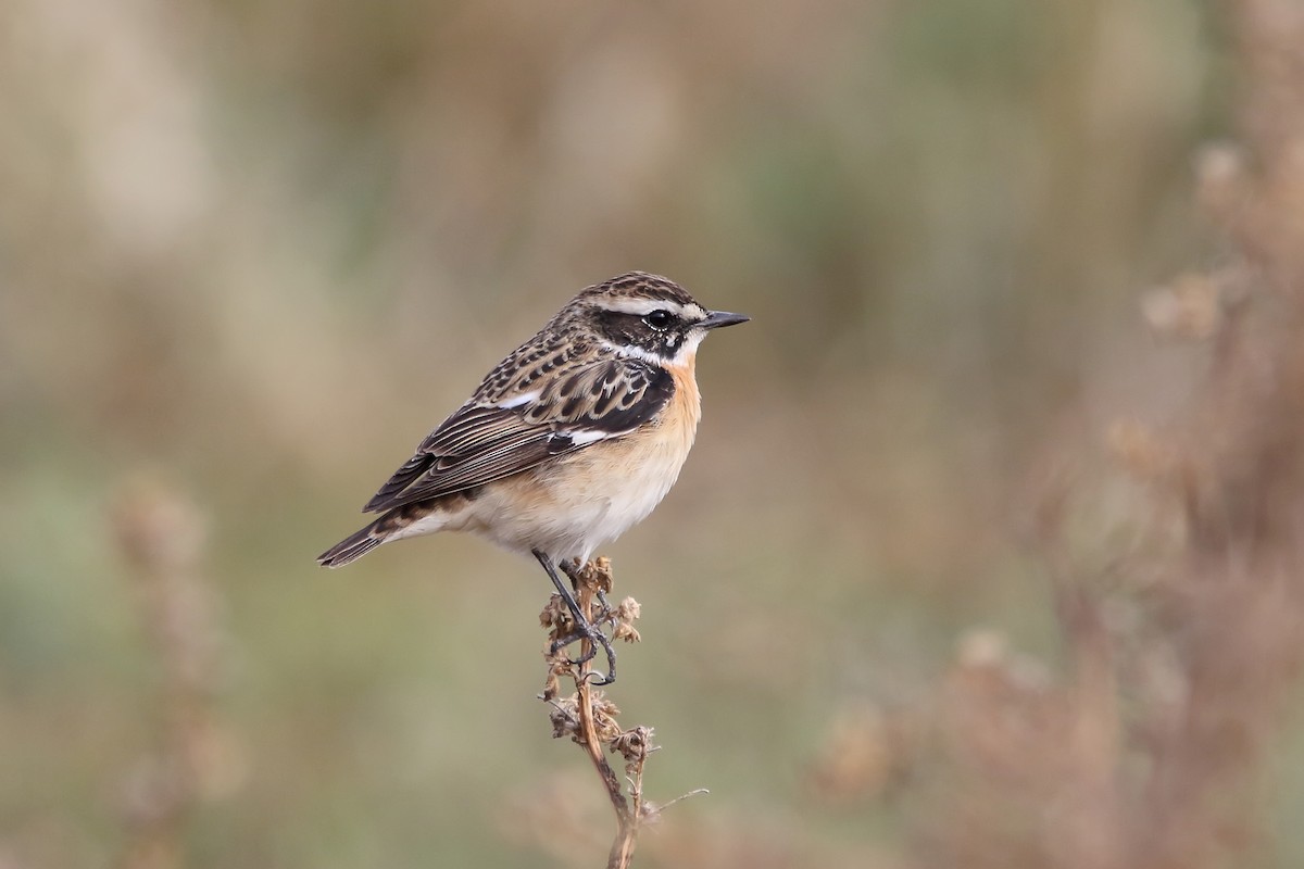 Whinchat - ML623190330