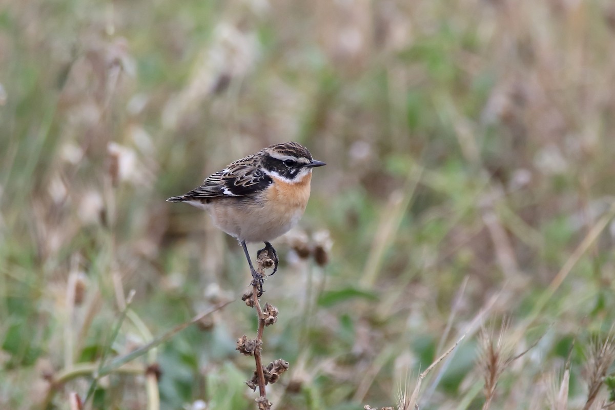 Whinchat - ML623190331