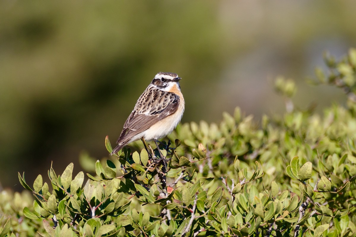 Whinchat - ML623190332