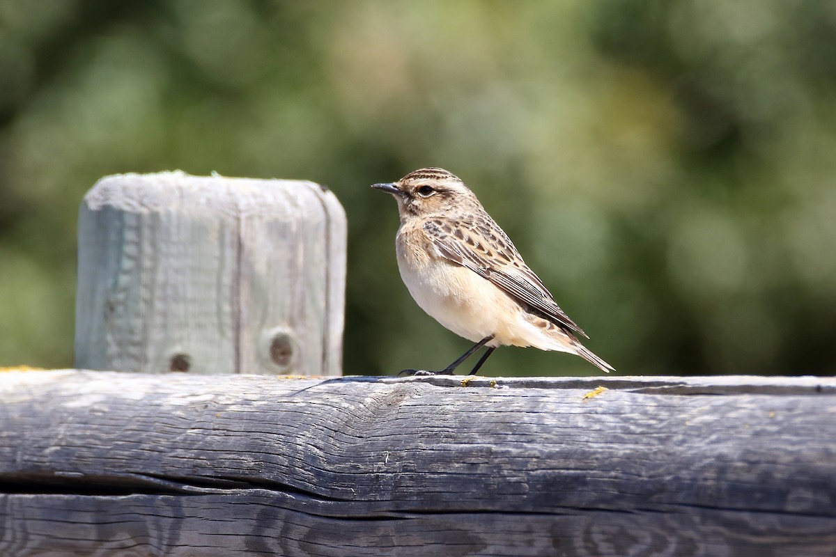 Whinchat - ML623190333