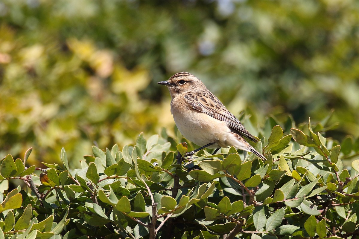 Whinchat - Delfin Gonzalez