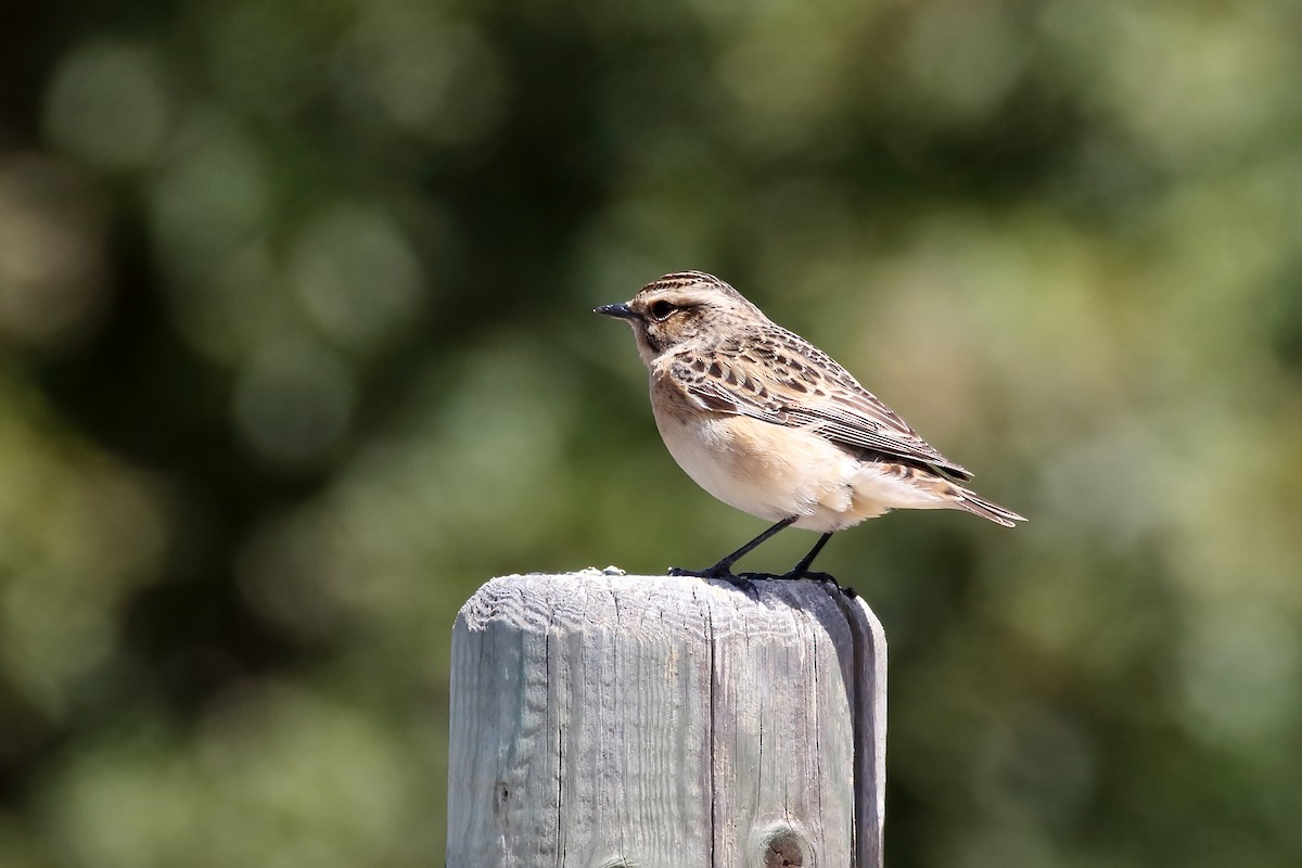 Whinchat - ML623190335